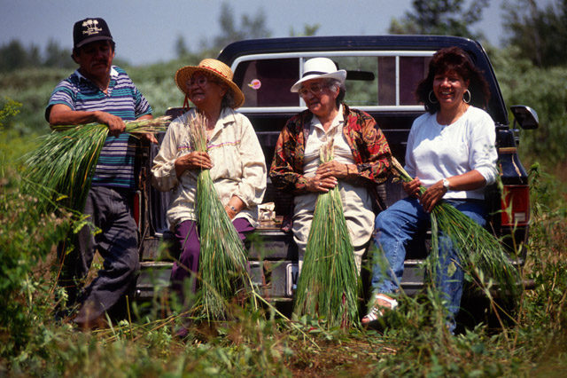 Mary Adams and family picking sweetgrass. Date and photographer unknown.