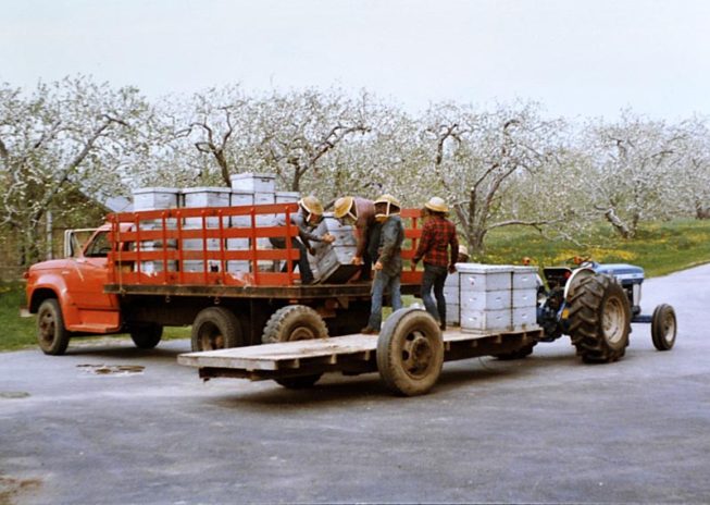 The crew works with bee boxes to help ensure pollination throughout the orchard. Forrence Orchards, Peru, NY, date and photographer unknown.