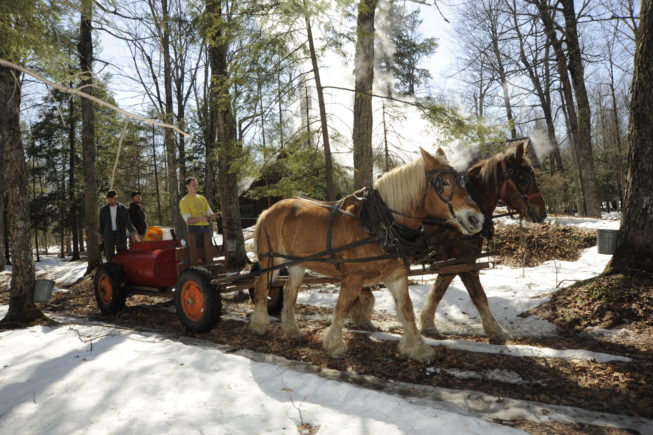 Gathering sap with the horses, 2010. Though on a visit in 2021 they'd incoporated tubing into more of their operation, the Yanceys have resisted pressures to convert entirely to the use of plastic tubing and vacuum pumps for gathering sap, and remain one of the few sugarbush operators who continue to gather with buckets and horse-drawn tanks.  